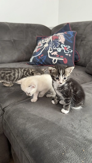 Wunderschöne Bengal-Mix-Kitten Bild 4