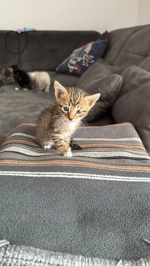 Wunderschöne Bengal-Mix-Kitten