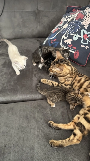 Wunderschöne Bengal-Mix-Kitten Bild 7