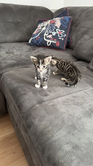 Wunderschöne Bengal-Mix-Kitten Bild 3