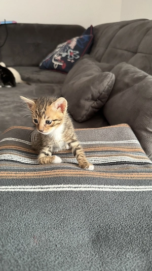 Wunderschöne Bengal-Mix-Kitten Bild 6