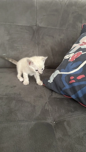 Wunderschöne Bengal-Mix-Kitten Bild 8