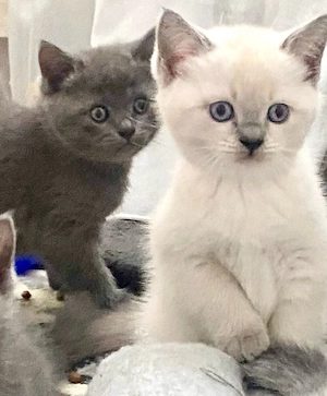 BKH Kitten silver  blue tabby reinrassig