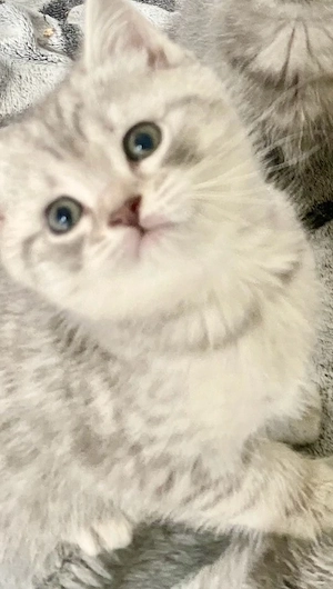 BKH Kitten  Junge silver Tabby intelligent