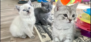BKH Kitten silver  blue tabby reinrassig