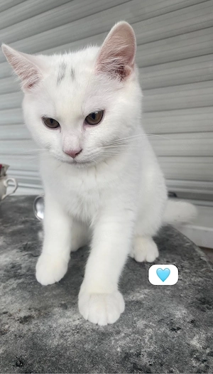 BKH kitten  Bild 4