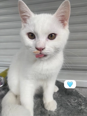 BKH kitten  Bild 3