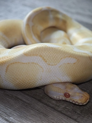 Python regius albino 0.1 