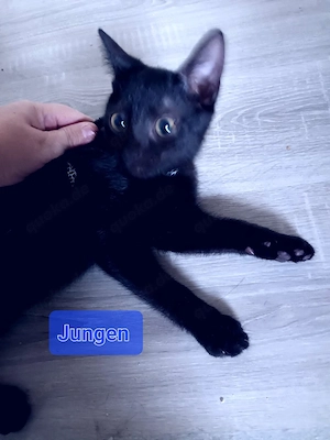 katzenbaby 