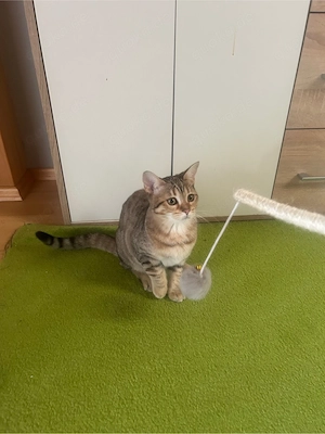 BKH-Bengal Mix Kitten