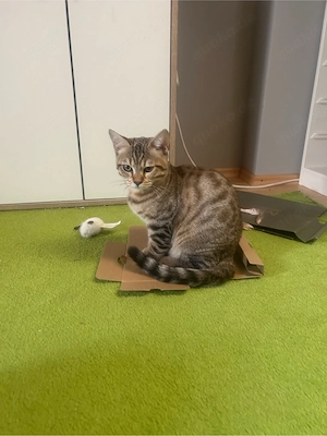 BKH-Mix Kitten