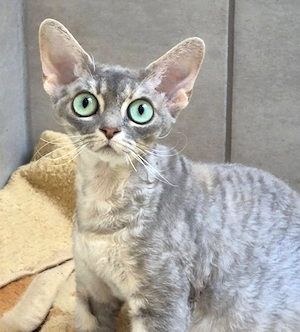 Wunderschöne  Devon Rex Kitten ( weiblich und männlich) 