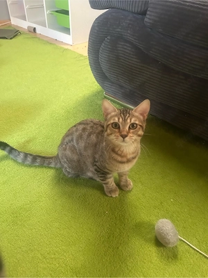 BKH-Bengal Mix Kitten Bild 5