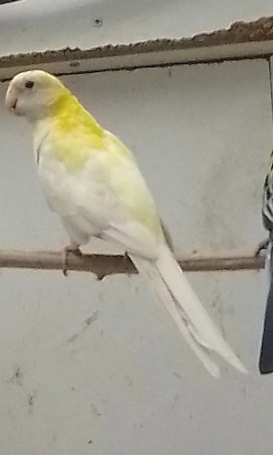 Blasskopfrosella 