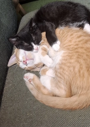 Mio und Fiete suchen gemeinsam ein liebevolles Zuhause