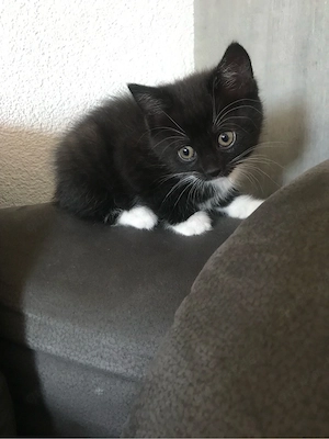 Bkh mix Kitten 