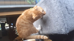 sehr hübsche Kitten