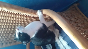 besonders hübsches Katzenmädchen