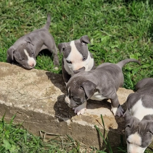 American Bully Puppies   Wunderschön, loyal und familienfreundlich