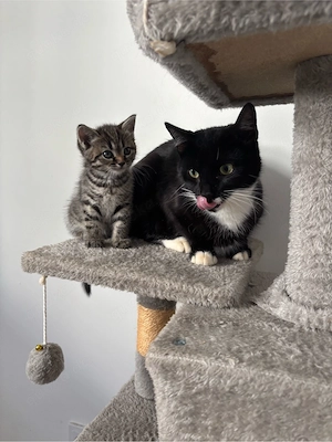 Zwei liebe Katzen suchen ein schönes Zuhause 