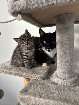Zwei liebe Katzen suchen ein schönes Zuhause  Bild 2