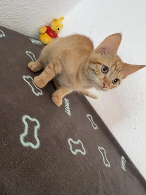Maine-Coon-Mix Kitten