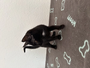 Maine-Coon-Mix Kitten