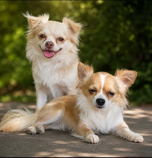 Chihuahua Deckrüden