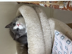  Britisch-Kurzhaar-Kater Samour sucht ein liebevolles Zuhause 