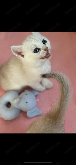 britisch Kurzhaar kitten