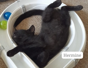 Hermine und Ari suchen ein Zuhause mit Freigang # Tierschutz 