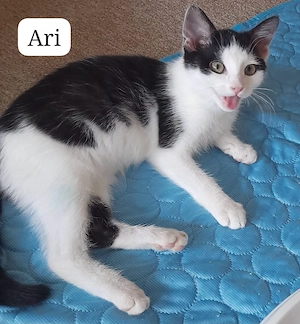 Hermine und Ari suchen ein Zuhause mit Freigang # Tierschutz 