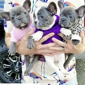   Zuckersüße Französische Bulldoggen Welpen mit Ahnentafel