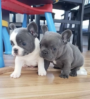 Zuckersüße sportliche Französische Bulldoggen Welpen Blue Lilac