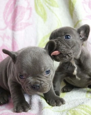 Zuckersüße sportliche Französische Bulldoggen Welpen Blue Lilac