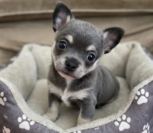 Reservierung Männlicher Chihuahua-Welpe 