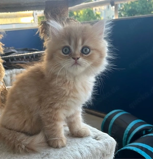 Perserkitten