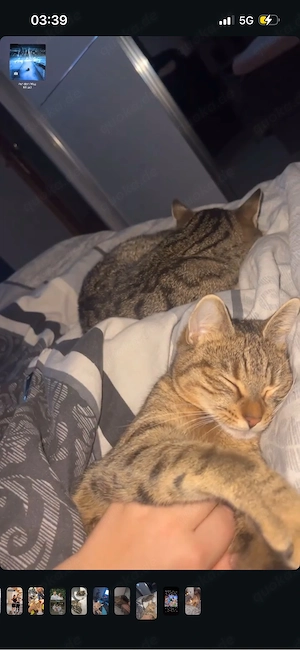 Hauskatzen 