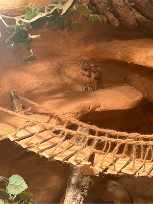 Leopardengekos