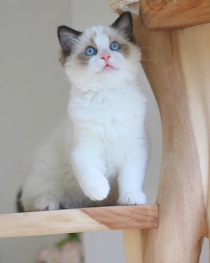 Verfügbare Ragdoll-Kätzchen: