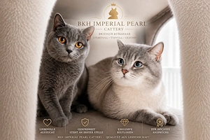 BKH British Shorthair Kitten (Point Gen) Juli 2026