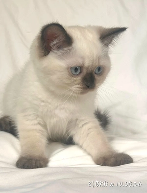 Reinrassige Britisch Lang(kurz)Haar BLH BKH Wunderschöne Kitten liebevoll aufgezogen