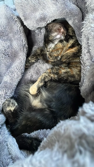 Brownie spielt gerne Handzahm Glückskatze 