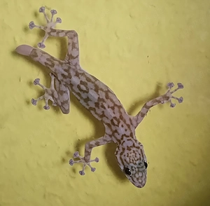 Fächerfingergecko,