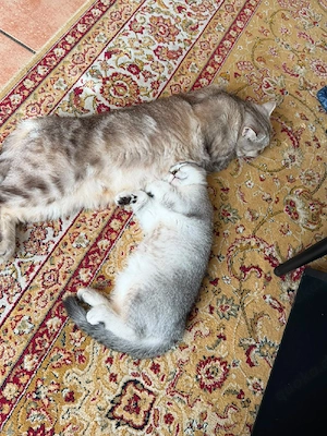 Wunderschönen Kitten(nur noch Mädchen)für 400 Euro  Bild 2