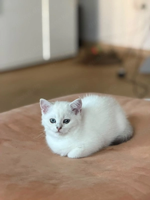 Wunderschönen Kitten(nur noch Mädchen)für 400 Euro 