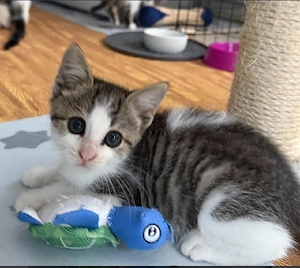 Tinker    