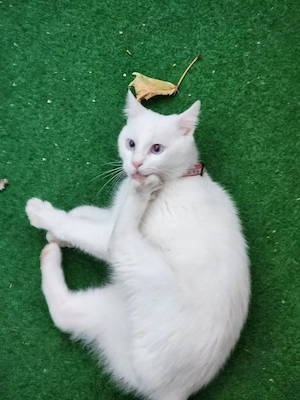 bkh kurzhaarkatze