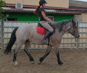 Kaltblutmixstute Jagoda Bild 2