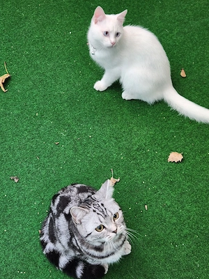 bkh kurzhaar katze